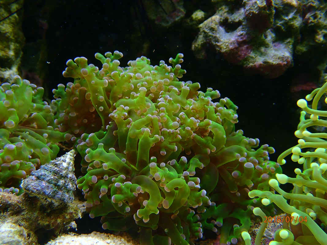 coral2.jpg