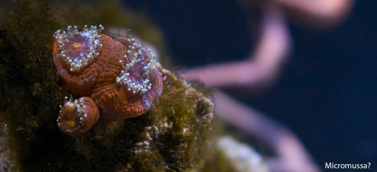 Coral2.png