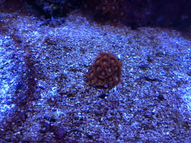 coral20.jpg
