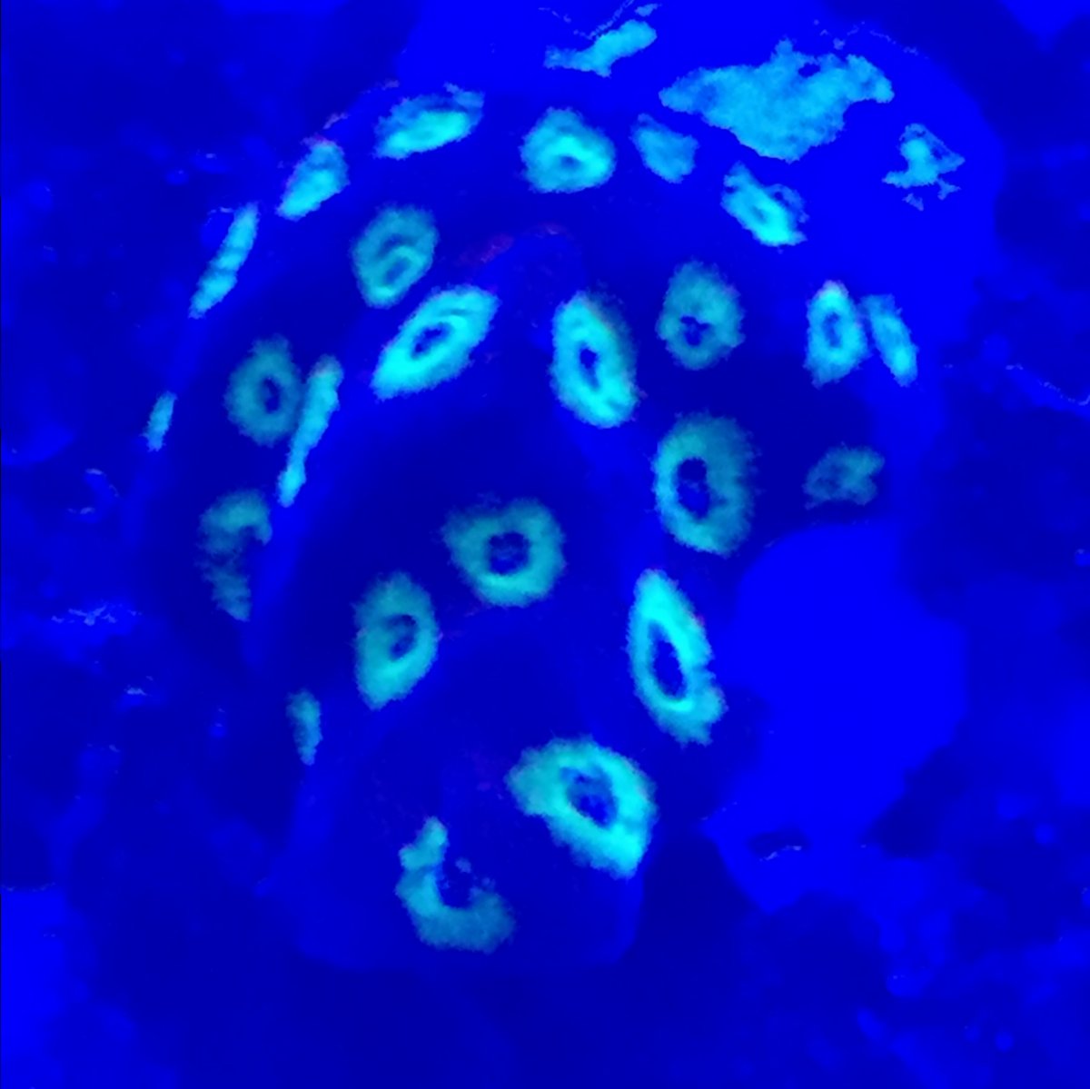 coral22.JPG