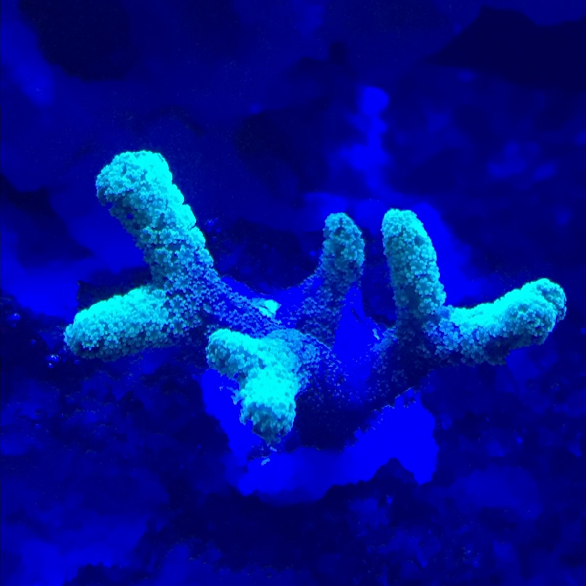 coral23.JPG