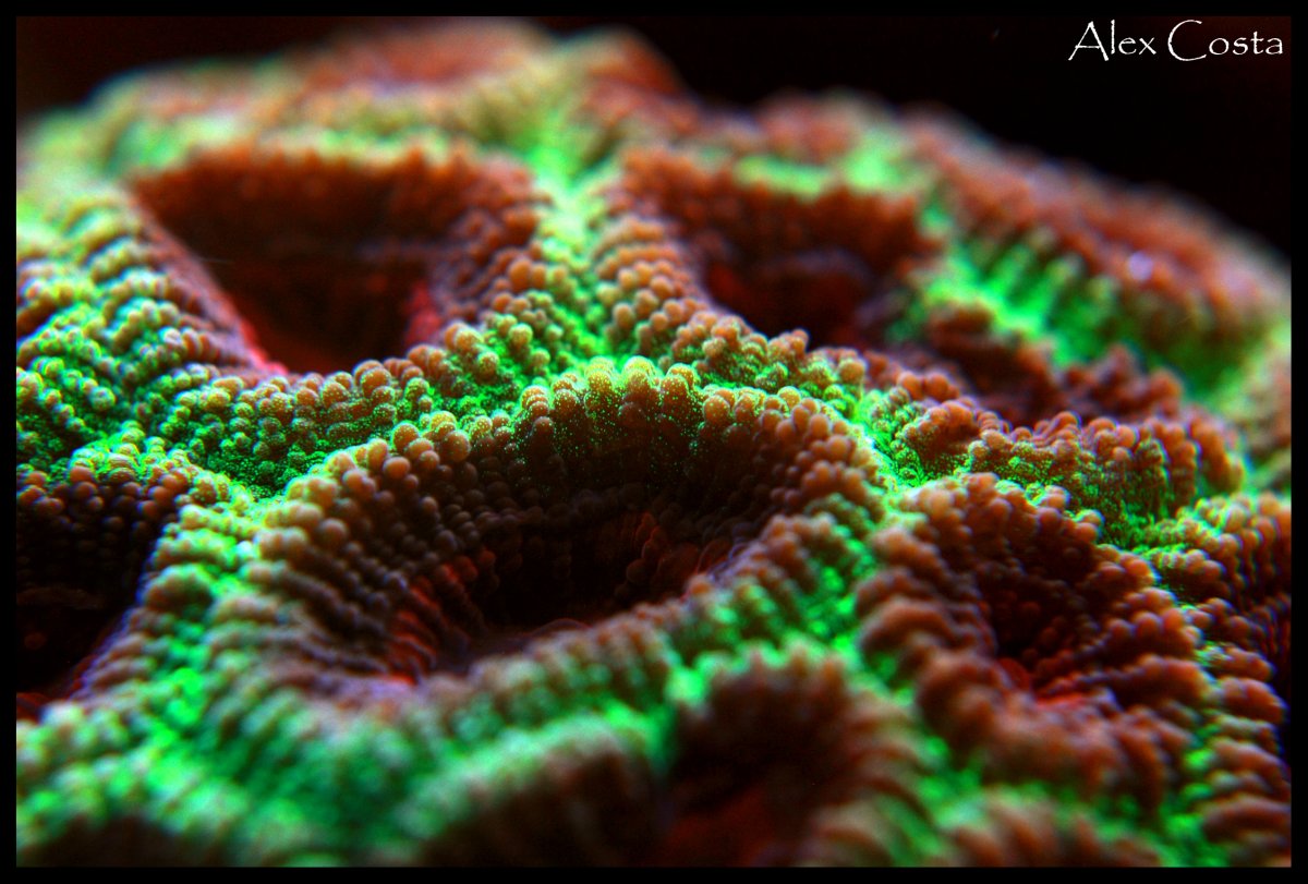 Coral26 - favia.jpeg
