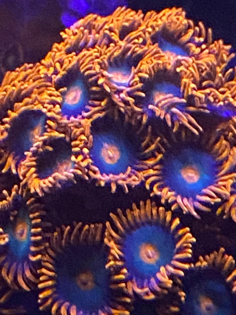coral3.jpeg
