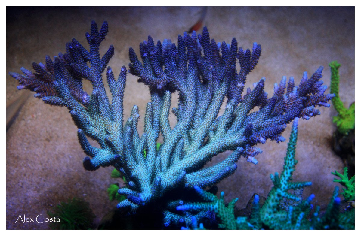 Coral3.jpeg
