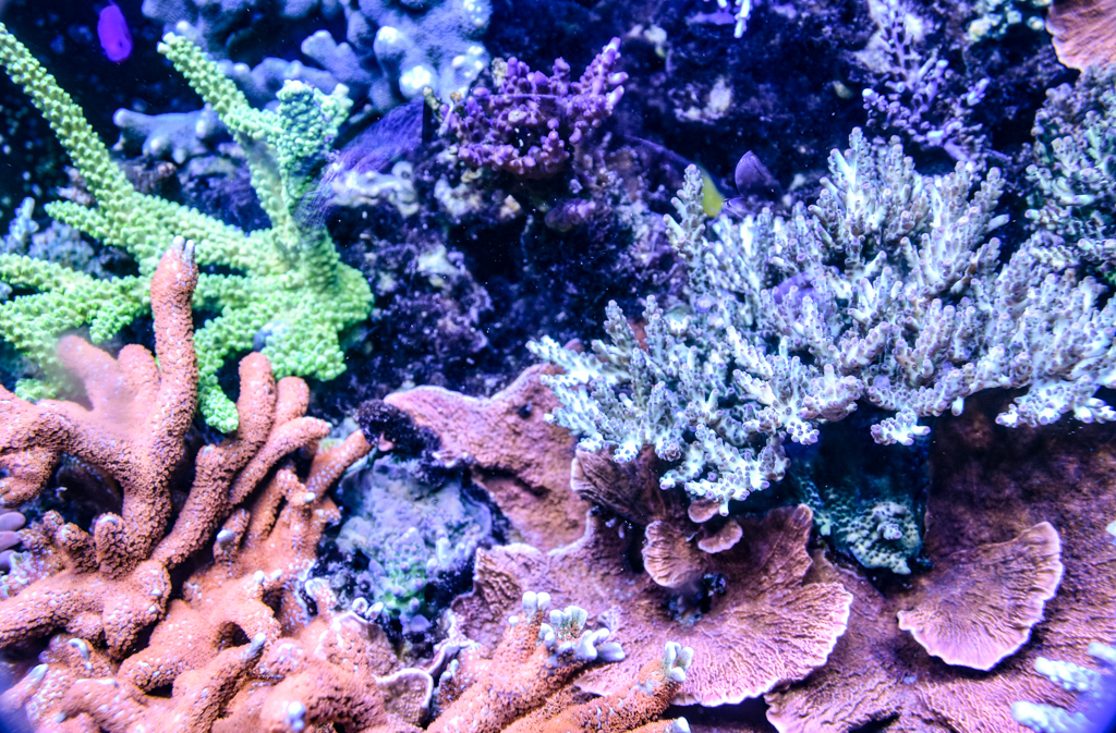 Coral3.jpg