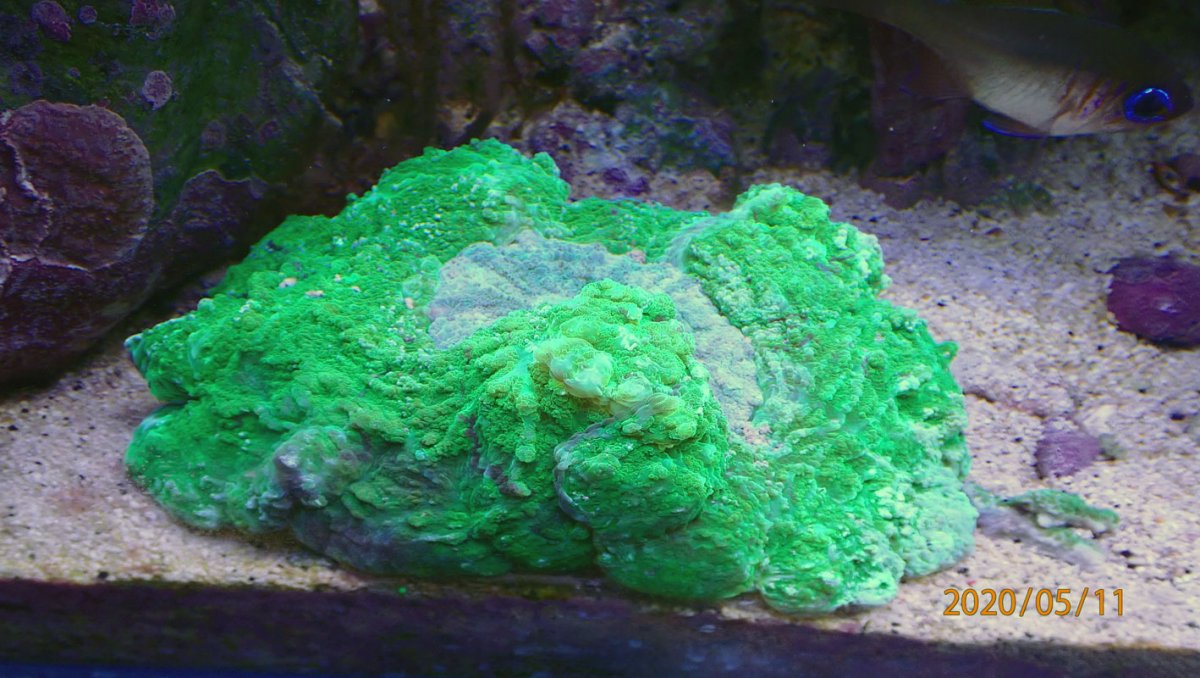 coral3.jpg