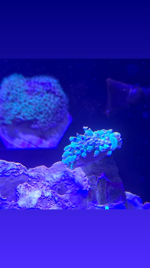 coral3.jpg