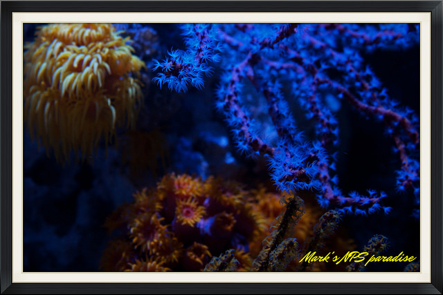 coral3.jpg