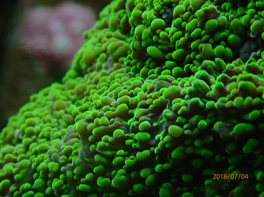 coral3.jpg