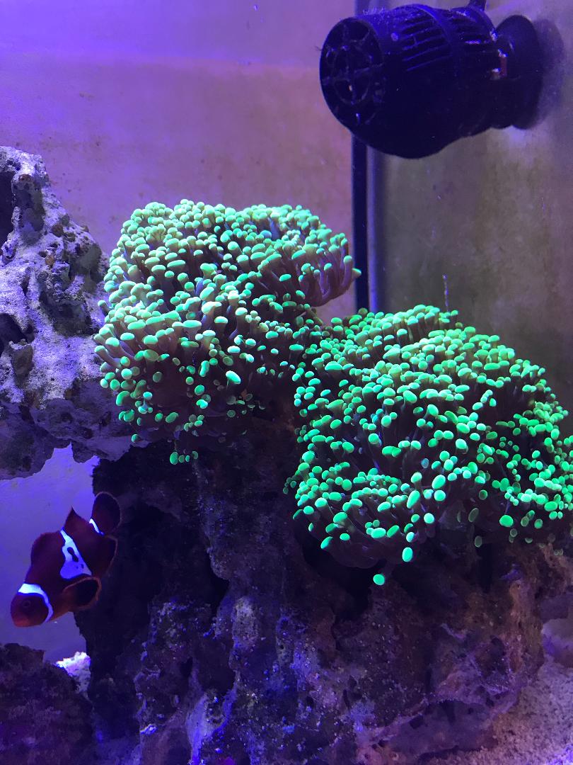 coral3.jpg