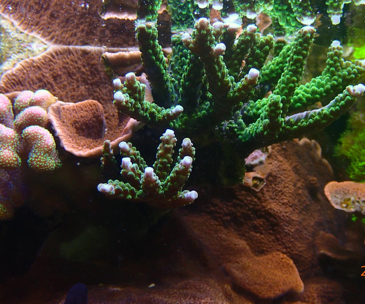 coral3.jpg
