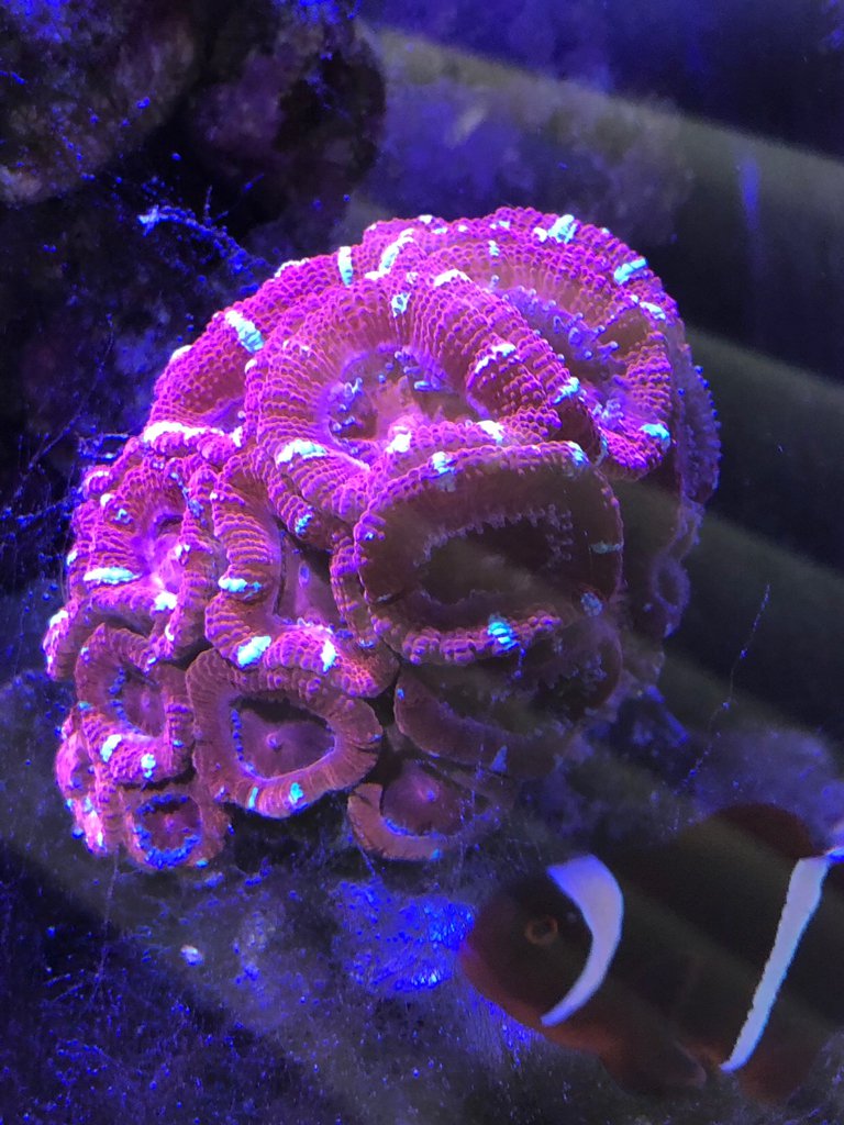 coral3.jpg