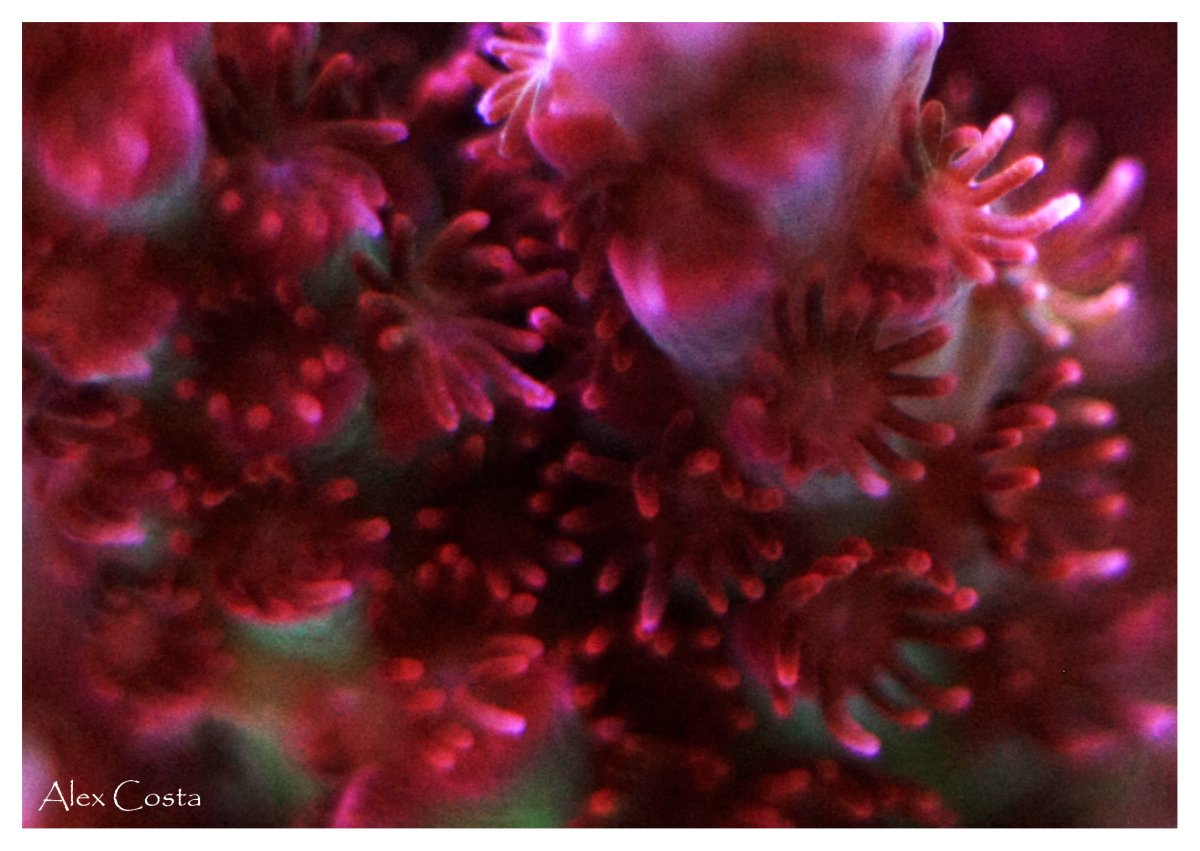 Coral32 - pink-green2.jpeg