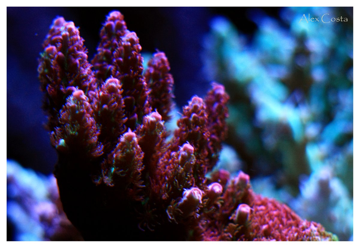Coral36 hyacinthus-pink-green.jpeg