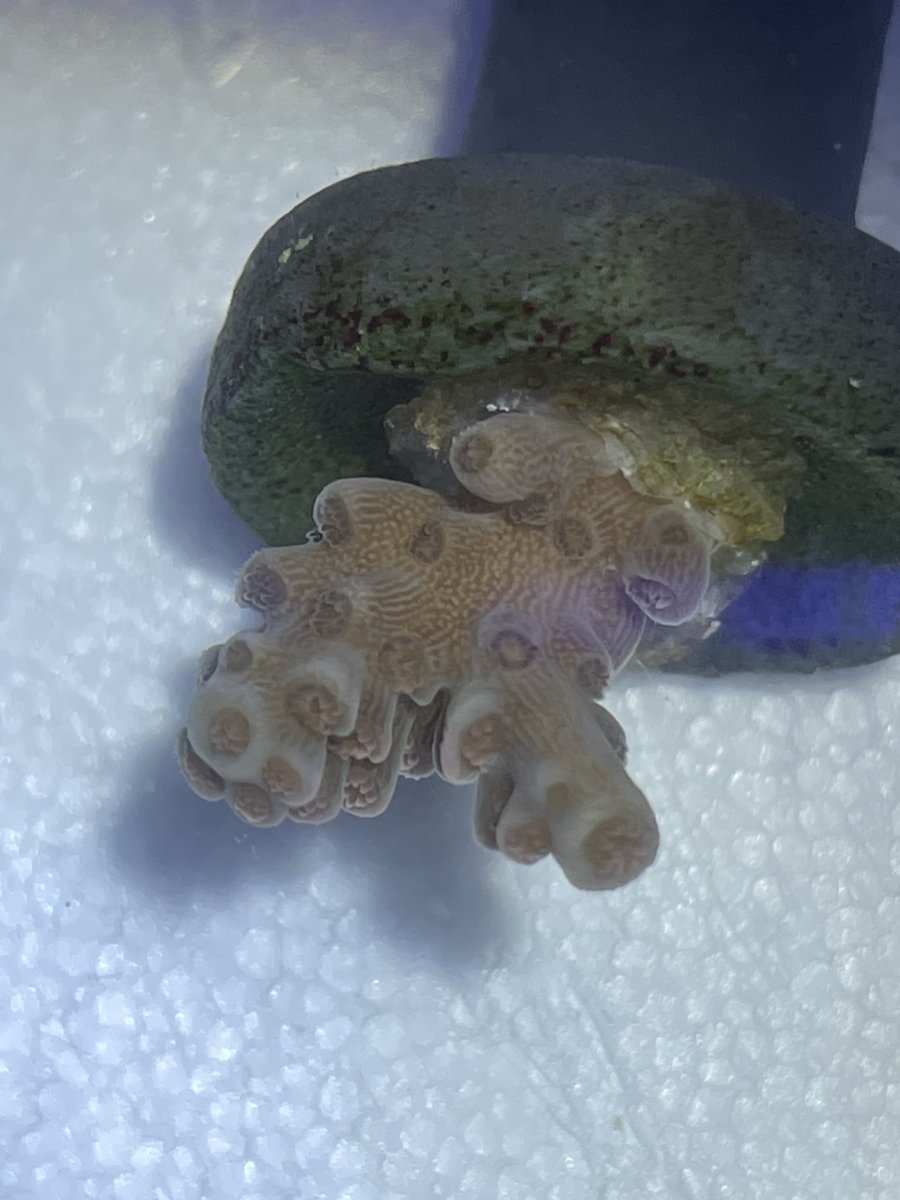 coral4.jpeg