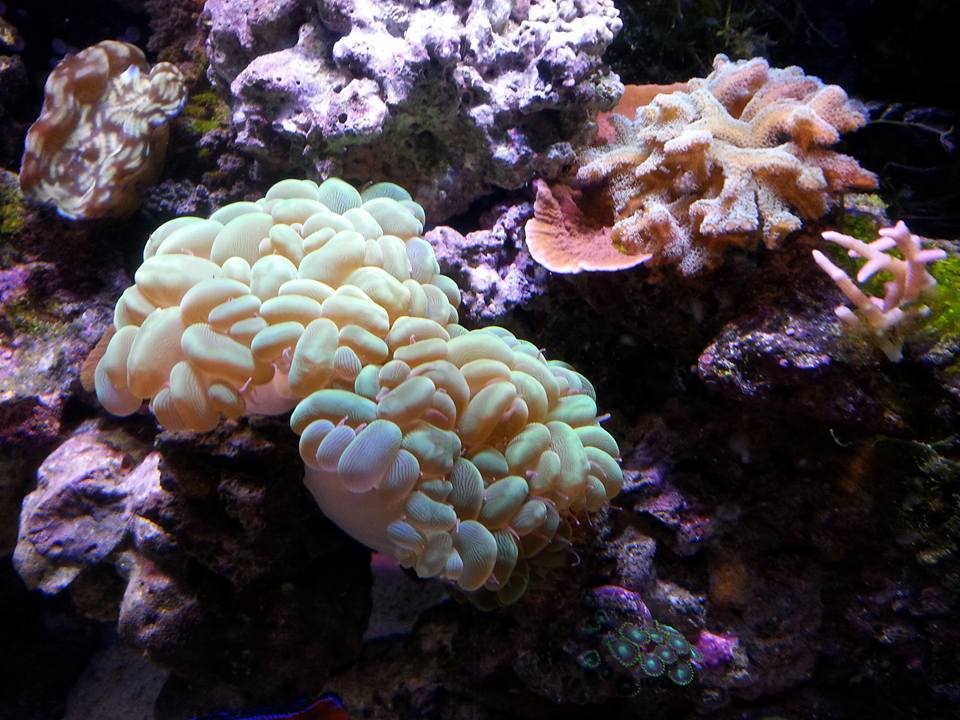 Coral4.jpg