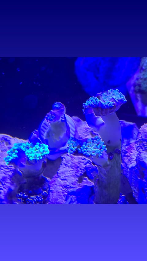 coral4.jpg