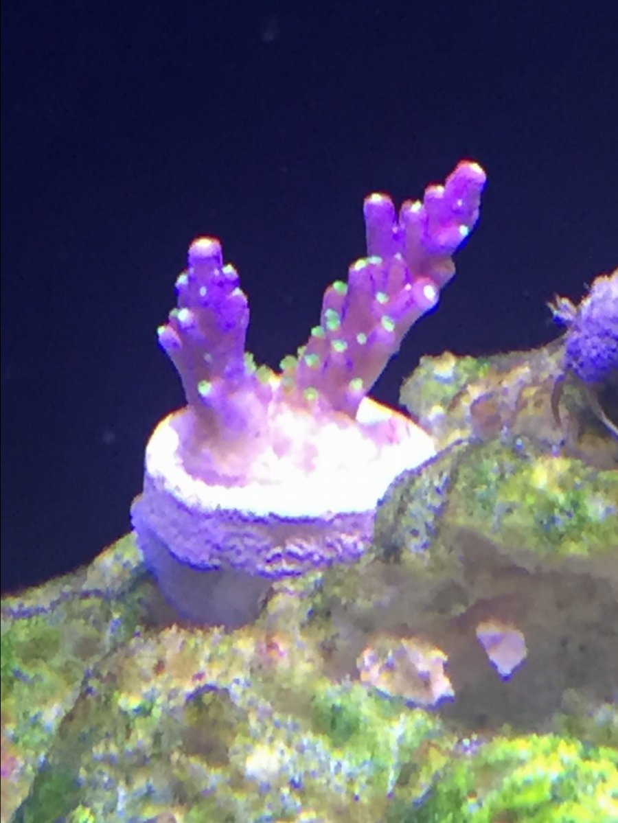 coral4.JPG