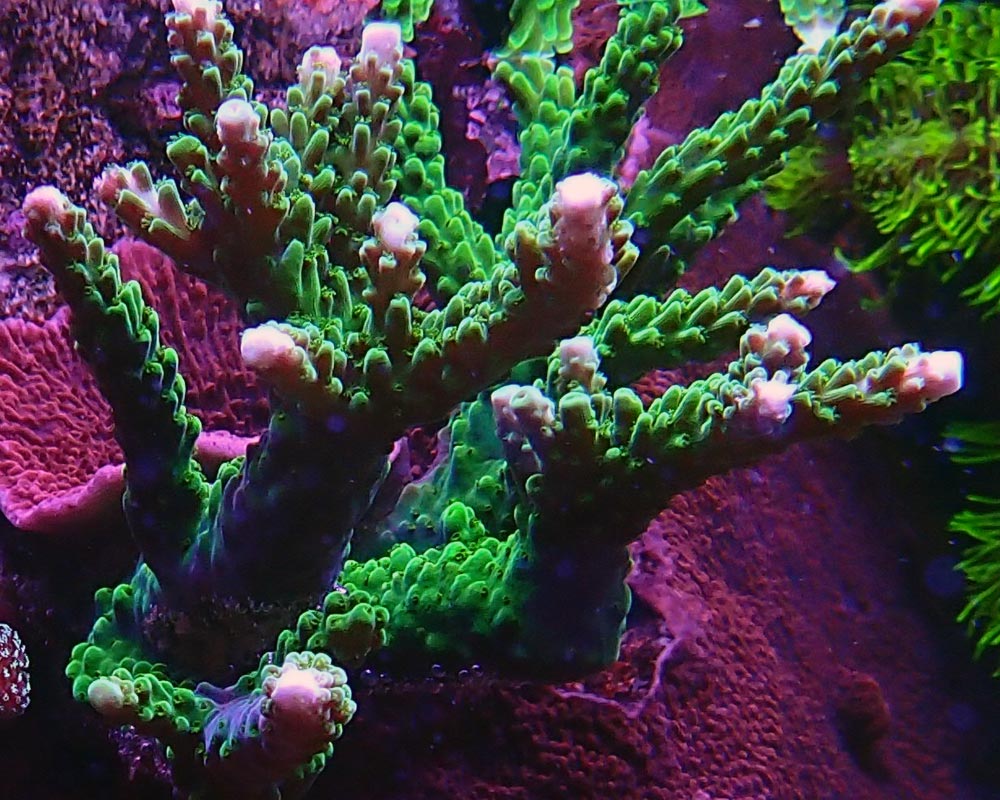 coral4.jpg