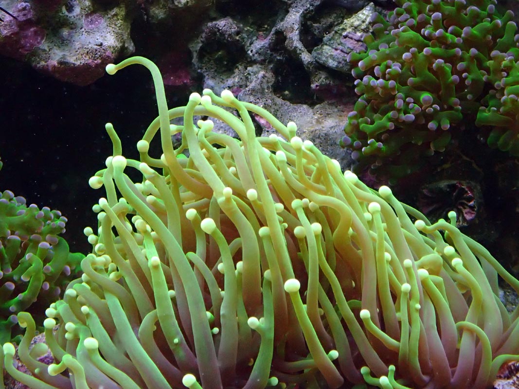 coral4.jpg