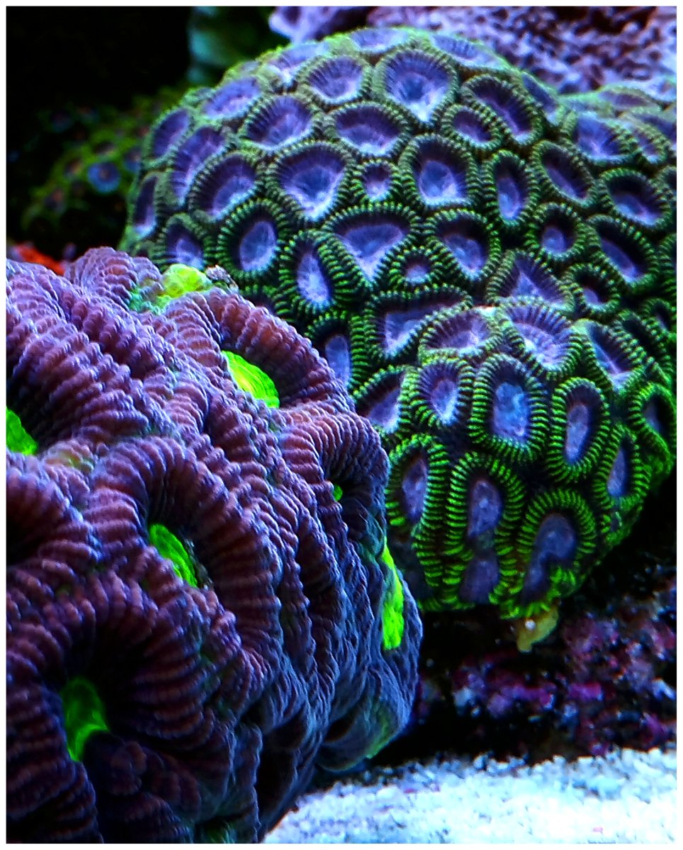 Coral40 favias.jpeg