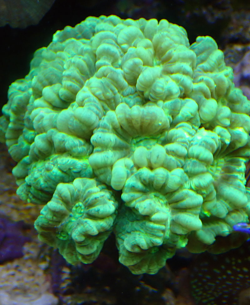 coral41.jpg