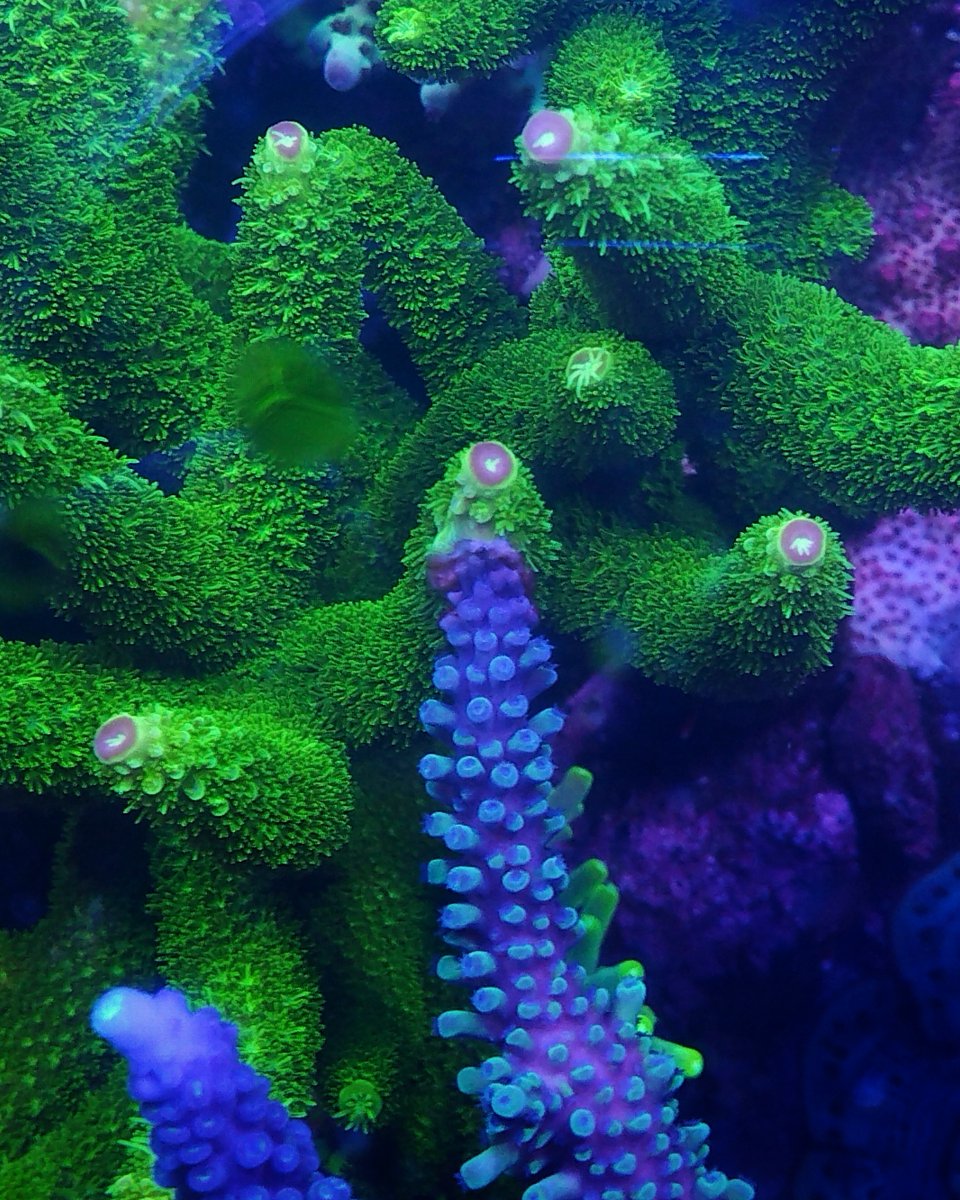 Coral42.jpeg