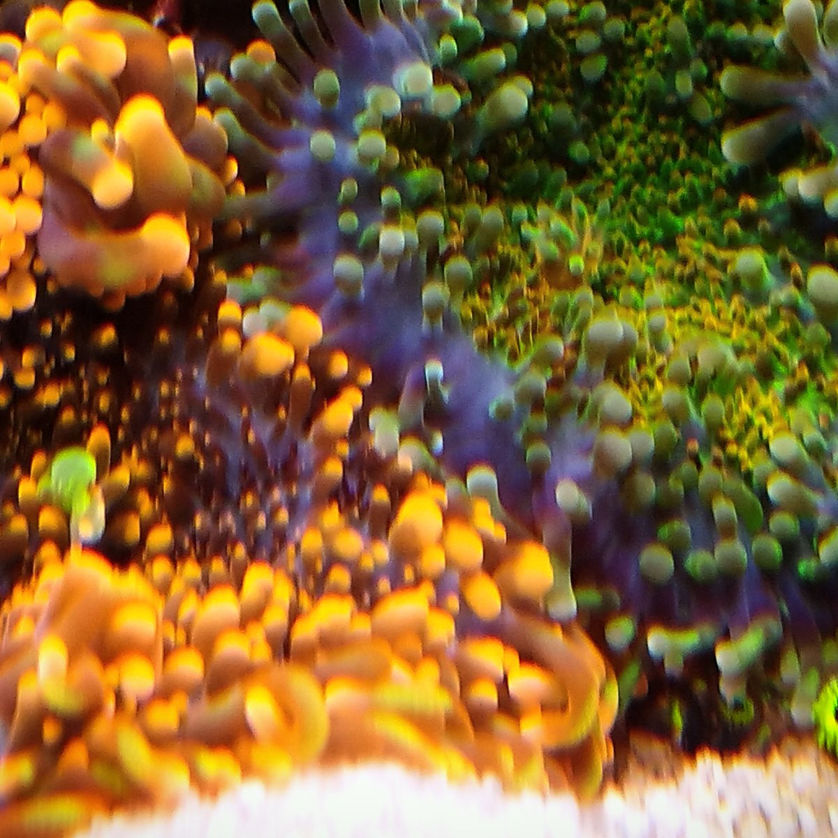 Coral47 - mushrooms.jpeg