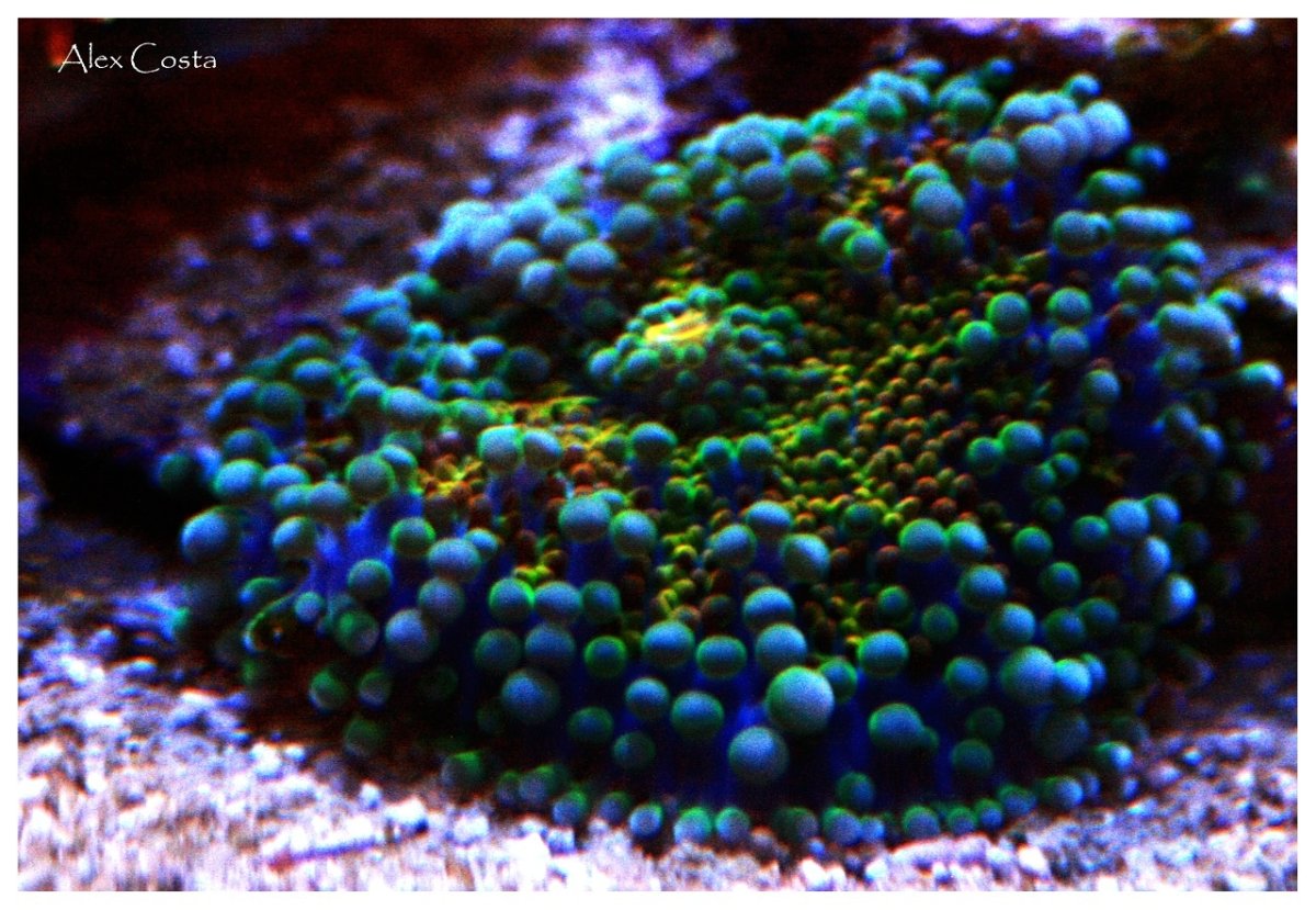 Coral48 - mushroom.jpeg