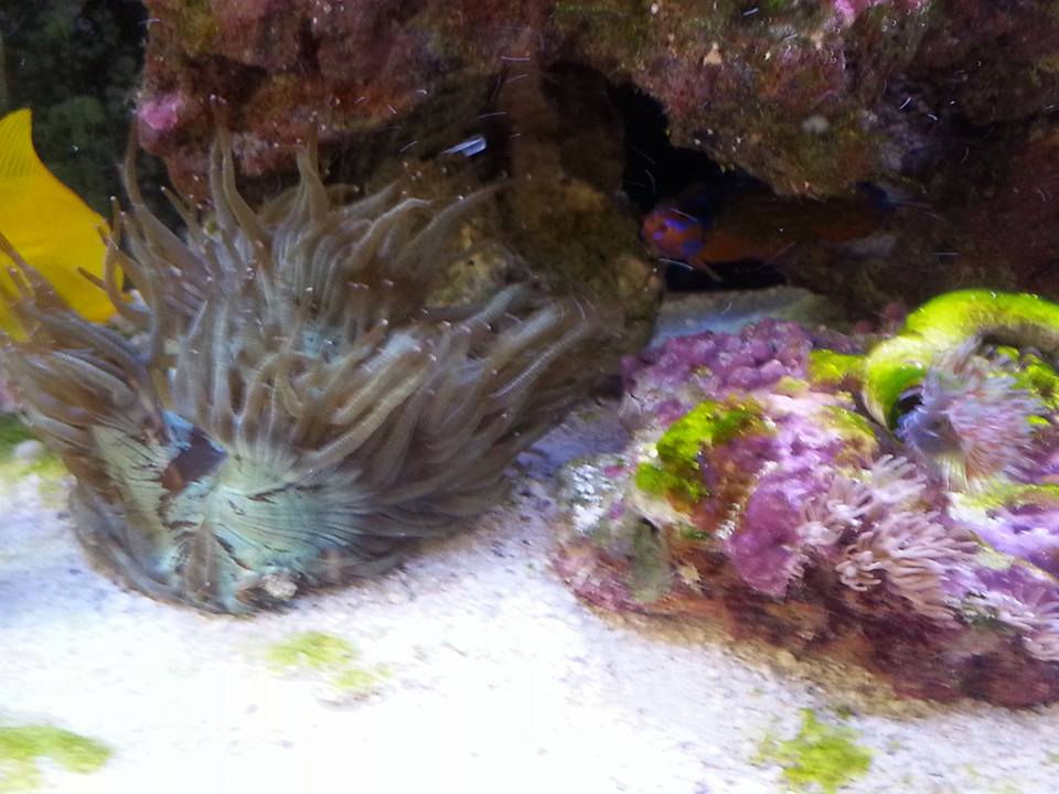 Coral5.jpg