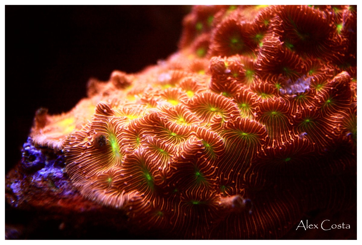 Coral52 - leptoseris5.jpeg