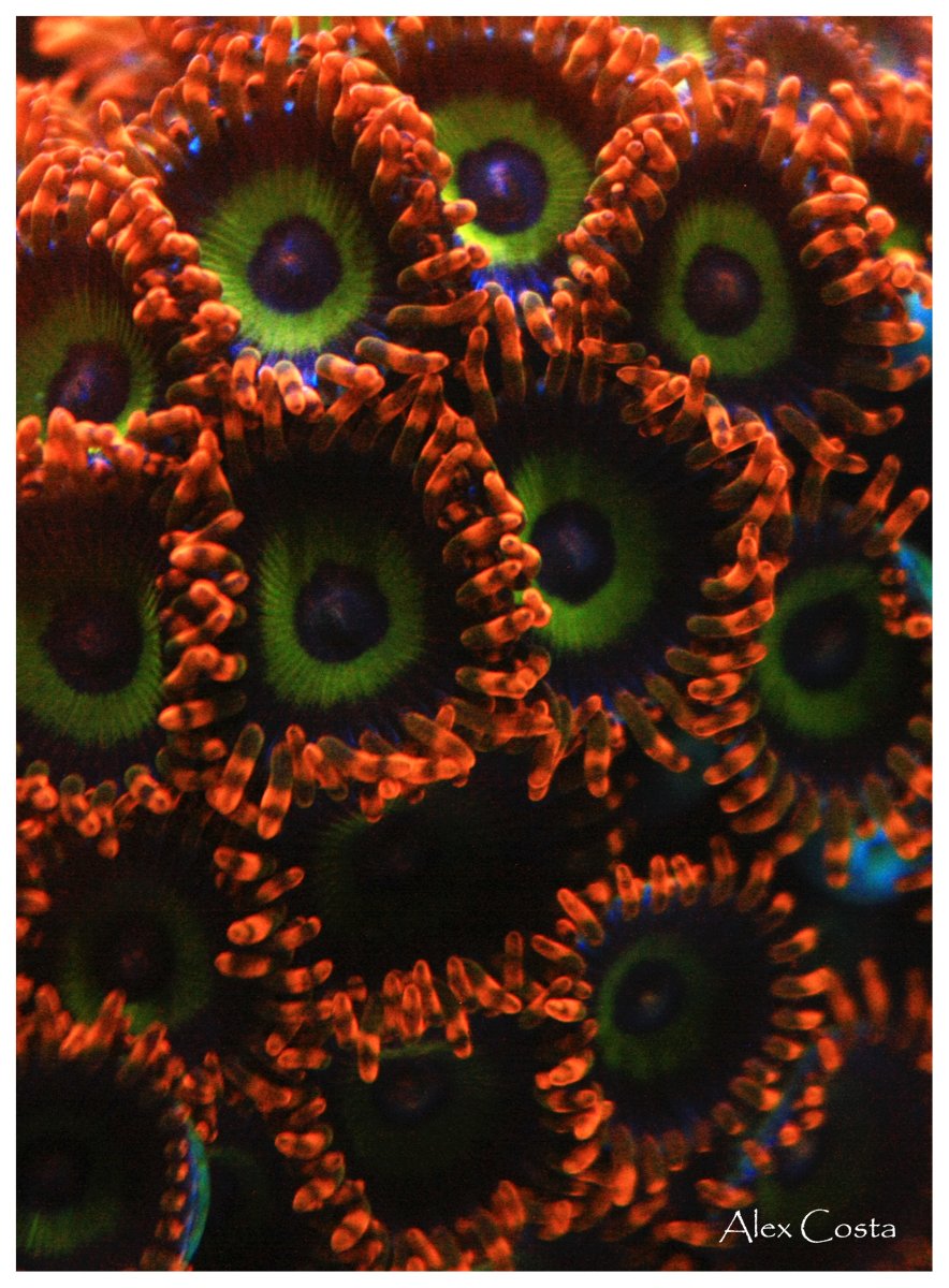 Coral56 - zoa-fruit-loops2.jpeg