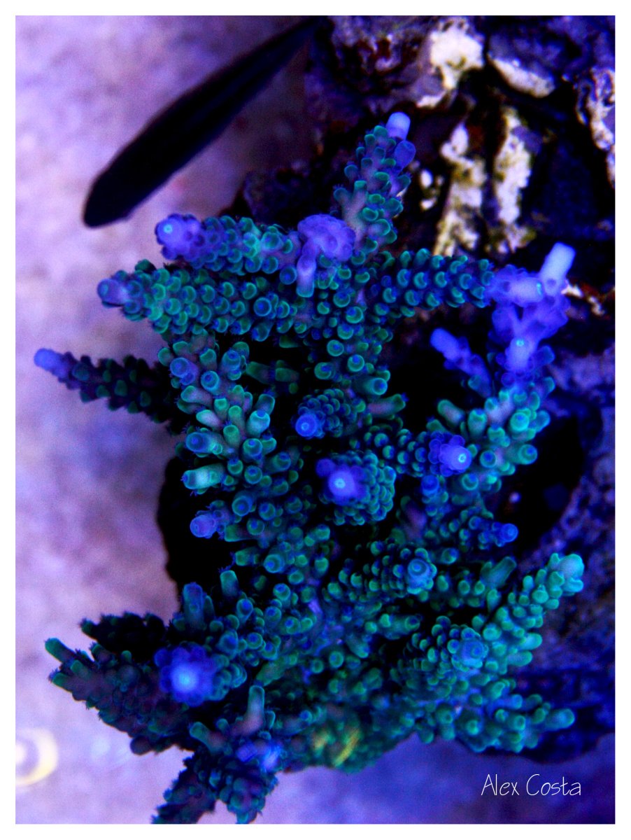 Coral6.jpeg