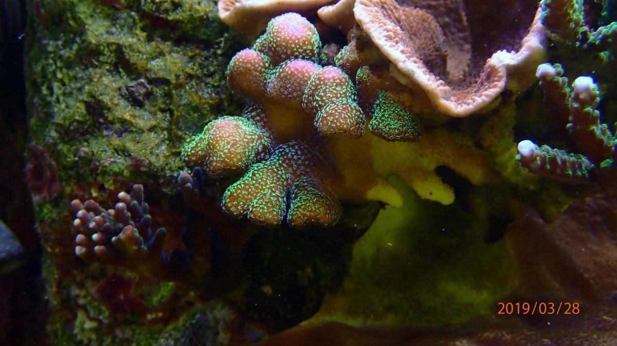 coral6.jpg