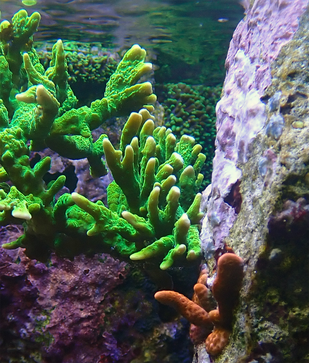 coral6.jpg