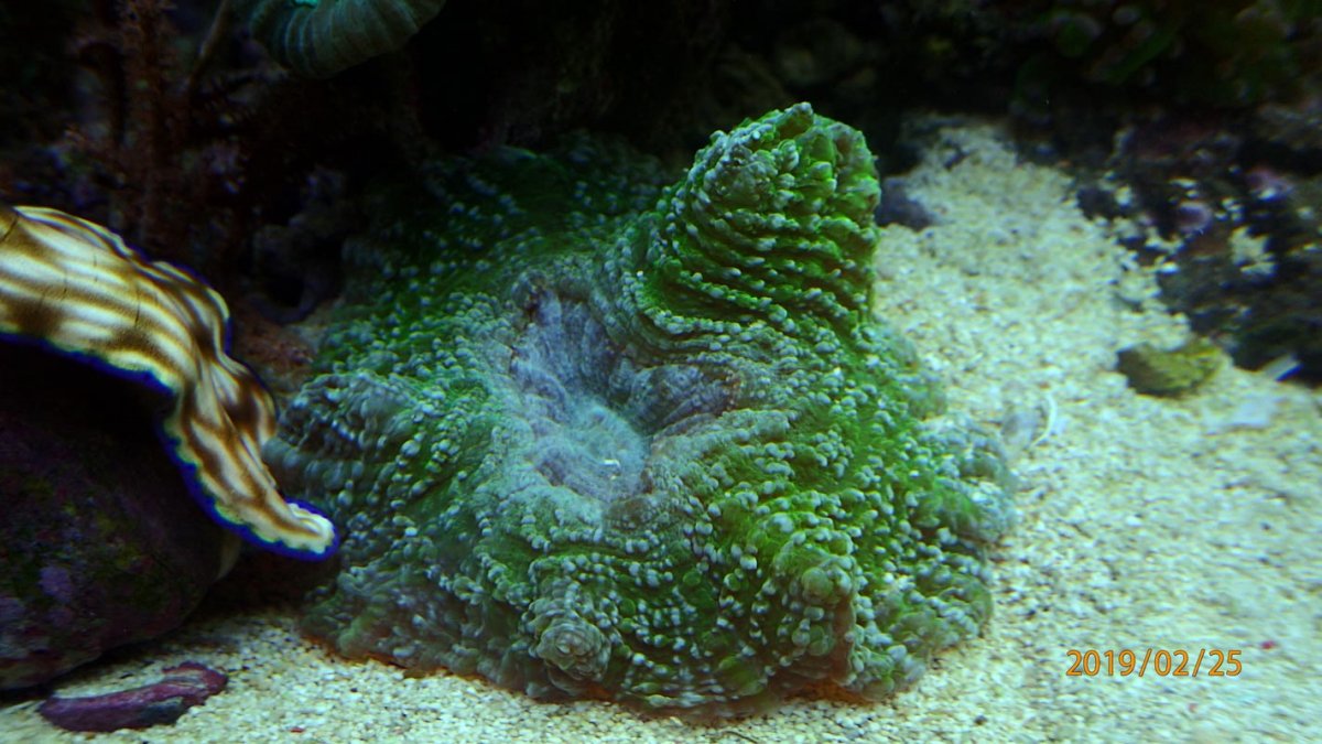 coral6.jpg