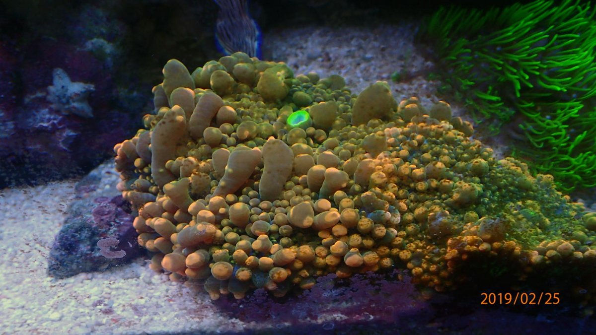 coral6-jpg.990766