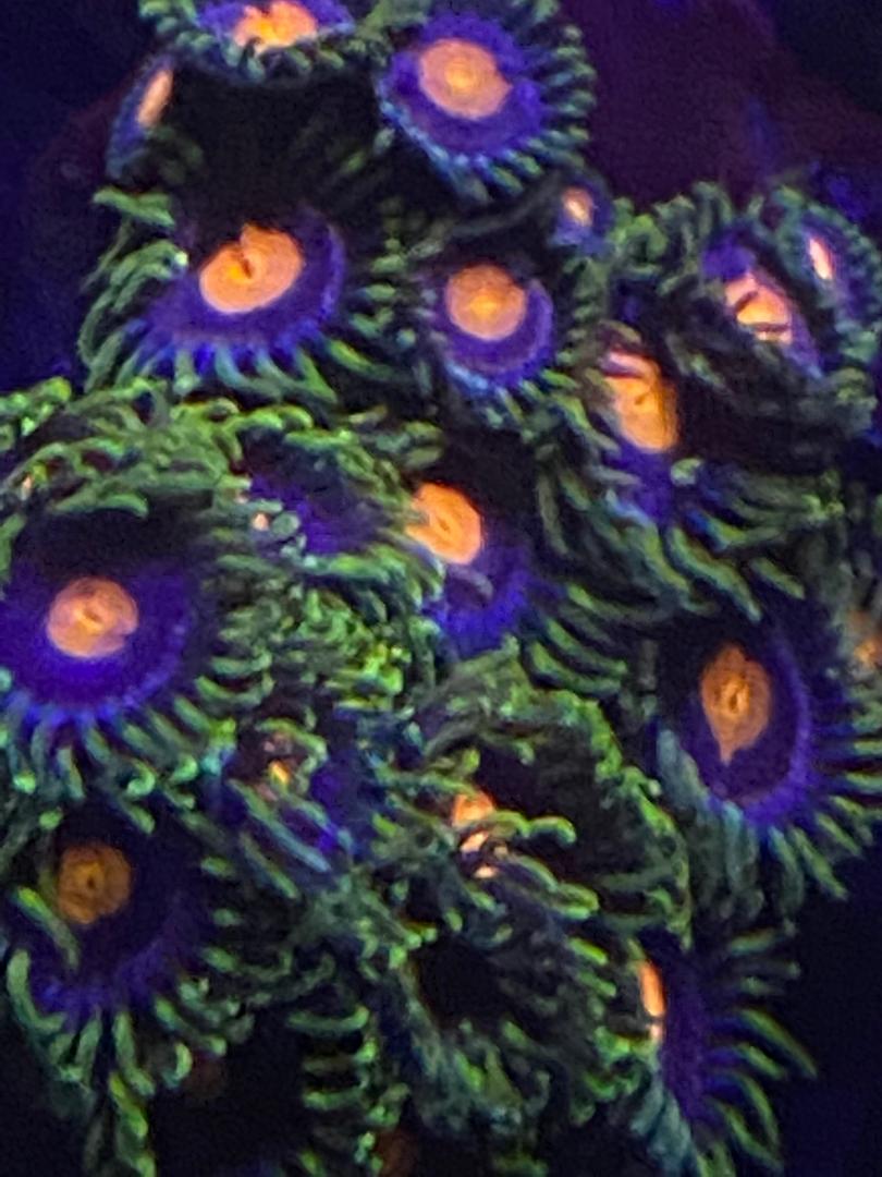 coral7.jpeg