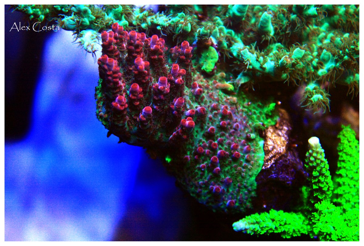 Coral7.jpeg