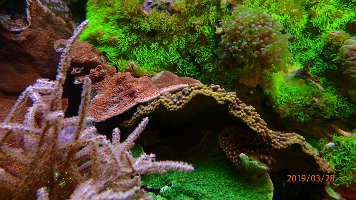 coral7.jpg