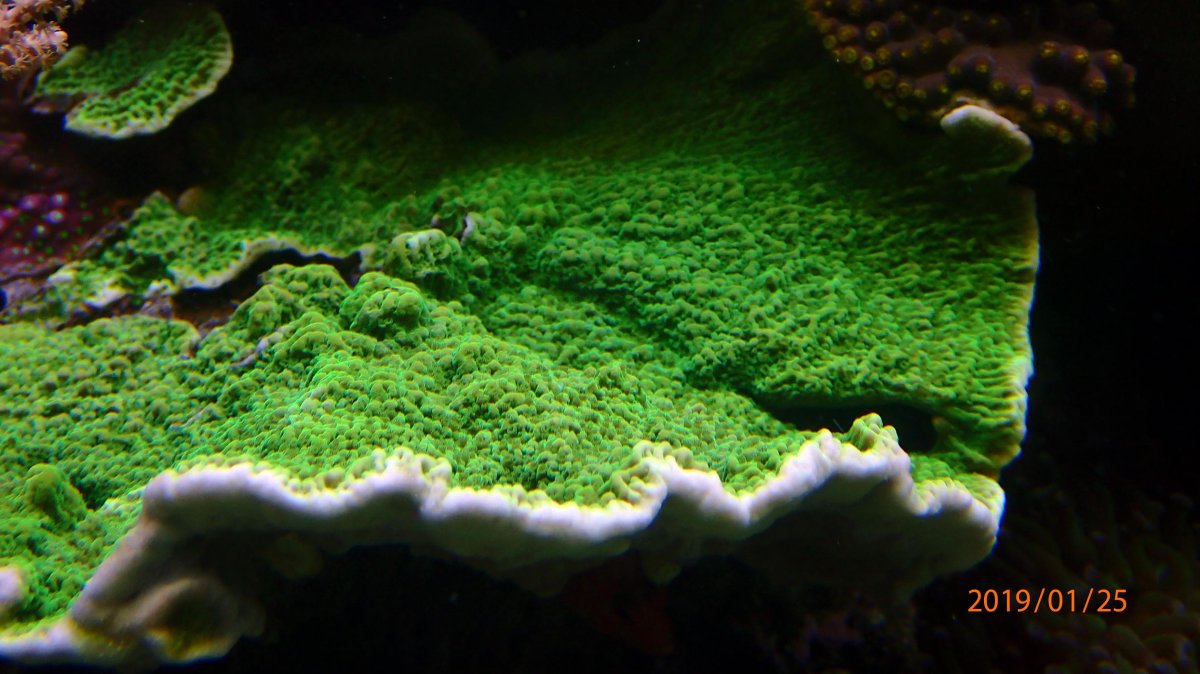 coral7.jpg