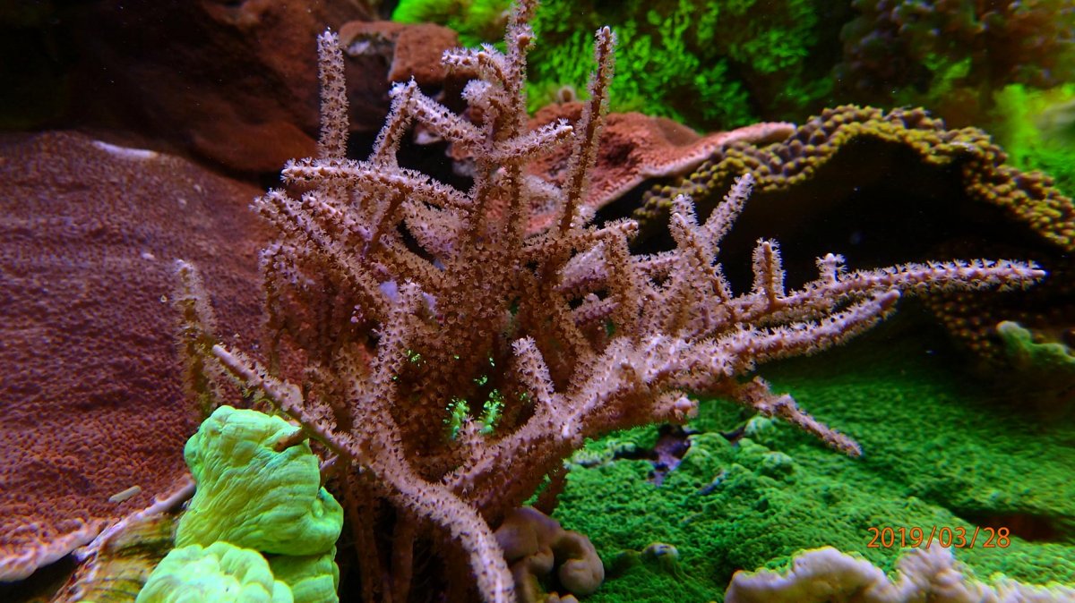 coral8.jpg