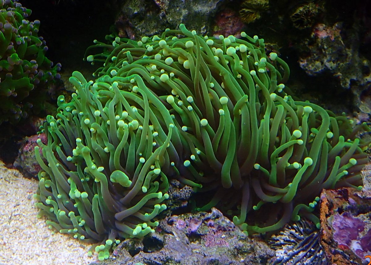 coral9.jpg