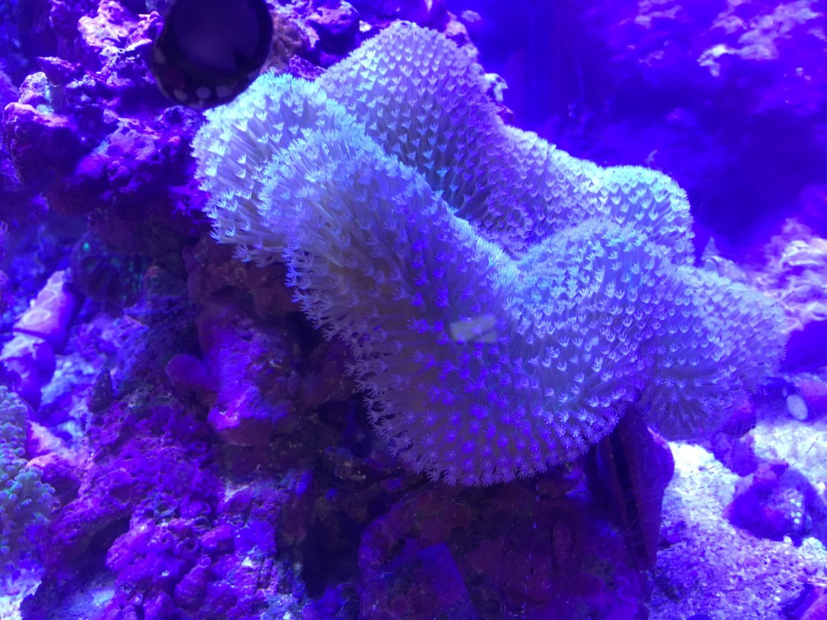 Coral_1.JPG