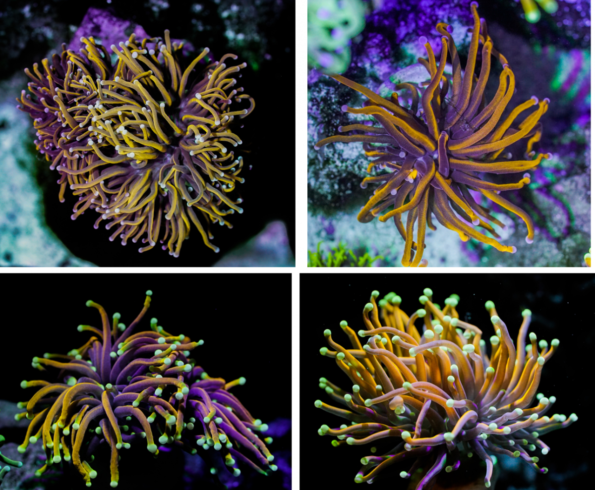 coral_1.PNG