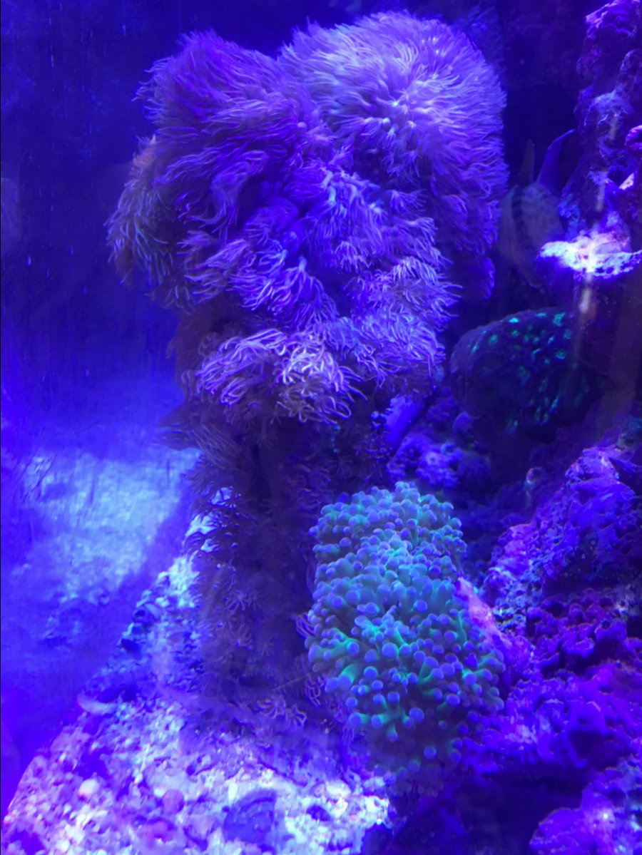 Coral_2.JPG