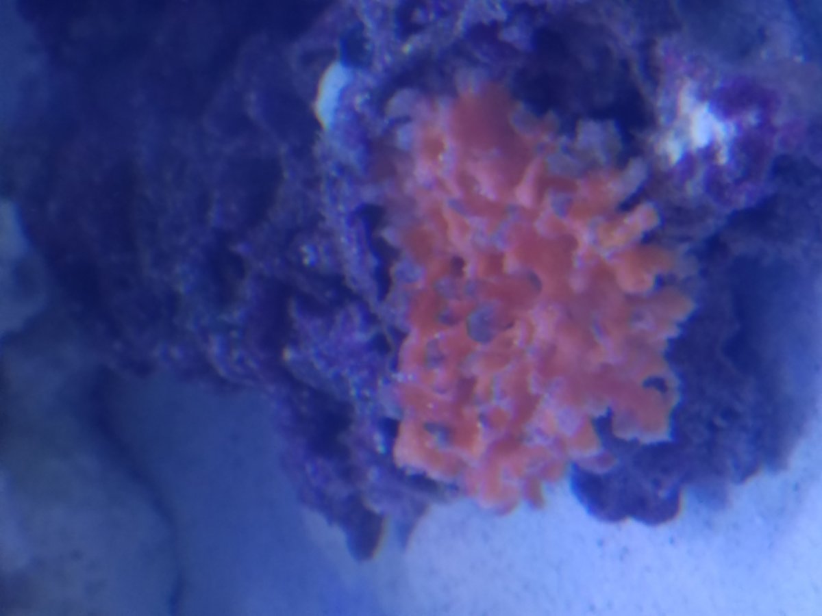coral_2.jpg