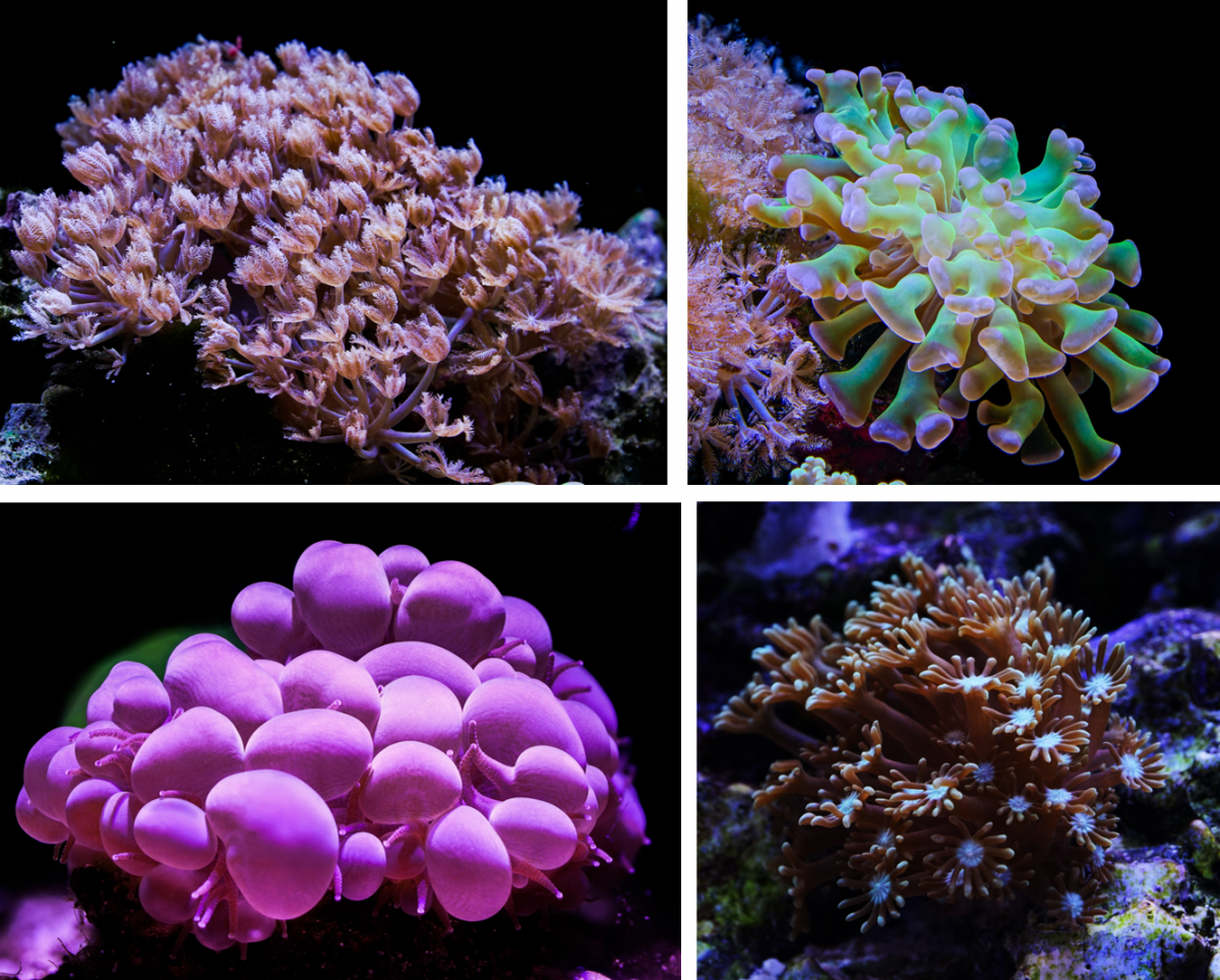 coral_2.PNG