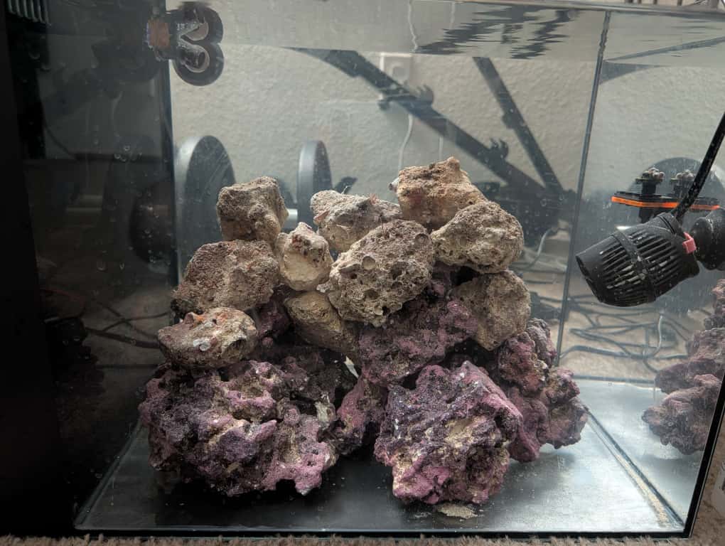 coral_test.jpg