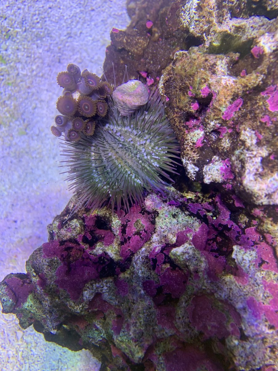 coral_urchin1_small.jpeg
